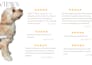 create pet ugc ads with my dog for your product